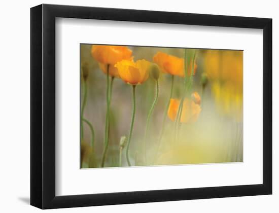 Orange Tulip Mist-Karin Connolly-Framed Art Print