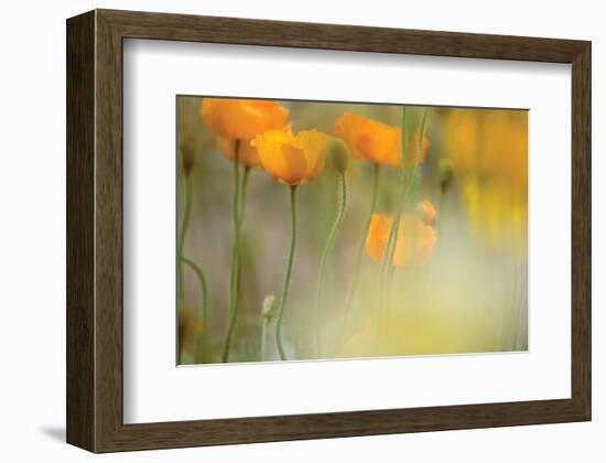 Orange Tulip Mist-Karin Connolly-Framed Art Print