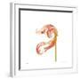 Orange Tulip No 22-Shams Rasheed-Framed Giclee Print