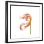 Orange Tulip No 22-Shams Rasheed-Framed Giclee Print