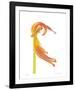 Orange Tulip No 23-Shams Rasheed-Framed Giclee Print