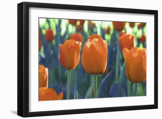 Orange Tulip Triplets-FS Studio-Framed Giclee Print