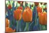 Orange Tulip Triplets-FS Studio-Mounted Giclee Print