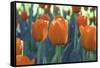 Orange Tulip Triplets-FS Studio-Framed Stretched Canvas