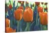Orange Tulip Triplets-FS Studio-Stretched Canvas