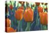 Orange Tulip Triplets-FS Studio-Stretched Canvas