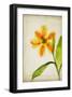 Orange Tulip-Judy Stalus-Framed Art Print