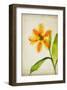 Orange Tulip-Judy Stalus-Framed Art Print