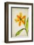 Orange Tulip-Judy Stalus-Framed Art Print