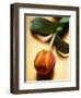 Orange Tulip-Colin Anderson-Framed Photographic Print