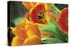 Orange Tulips 1-Erin Berzel-Stretched Canvas