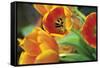 Orange Tulips 1-Erin Berzel-Framed Stretched Canvas