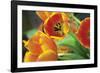 Orange Tulips 1-Erin Berzel-Framed Photographic Print