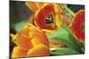 Orange Tulips 1-Erin Berzel-Mounted Photographic Print