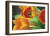 Orange Tulips 1-Erin Berzel-Framed Photographic Print