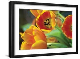 Orange Tulips 1-Erin Berzel-Framed Photographic Print