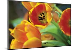 Orange Tulips 1-Erin Berzel-Mounted Photographic Print