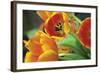 Orange Tulips 1-Erin Berzel-Framed Photographic Print