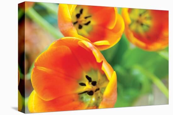 Orange Tulips 2-Erin Berzel-Stretched Canvas