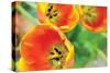 Orange Tulips 2-Erin Berzel-Stretched Canvas