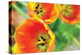 Orange Tulips 2-Erin Berzel-Stretched Canvas