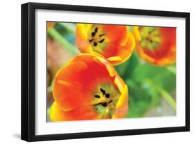 Orange Tulips 2-Erin Berzel-Framed Photographic Print