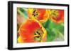 Orange Tulips 2-Erin Berzel-Framed Photographic Print