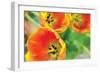 Orange Tulips 2-Erin Berzel-Framed Photographic Print