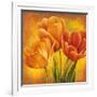 Orange Tulips II-David Pedersen-Framed Art Print