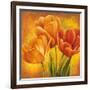 Orange Tulips II-David Pedersen-Framed Art Print