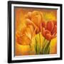 Orange Tulips II-David Pedersen-Framed Art Print