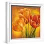 Orange Tulips II-David Pedersen-Framed Art Print