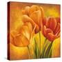 Orange Tulips II-David Pedersen-Stretched Canvas