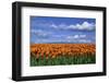 Orange Tulips in Field Skagit Valley, Washington State-Richard and Susan Day-Framed Photographic Print