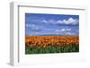 Orange Tulips in Field Skagit Valley, Washington State-Richard and Susan Day-Framed Photographic Print