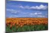 Orange Tulips in Field Skagit Valley, Washington State-Richard and Susan Day-Mounted Photographic Print