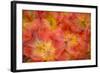 Orange tulips in the Keukenhof Gardens, Lisse, The Netherlands.-Julie Eggers-Framed Photographic Print