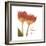 Orange Tulips Quoted-Albert Koetsier-Framed Premium Giclee Print