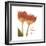 Orange Tulips Quoted-Albert Koetsier-Framed Premium Giclee Print
