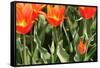 Orange Tulips-tpzijl-Framed Stretched Canvas