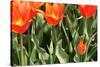 Orange Tulips-tpzijl-Stretched Canvas