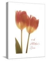 Orange Tulips-Albert Koetsier-Stretched Canvas