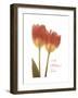 Orange Tulips-Albert Koetsier-Framed Premium Giclee Print