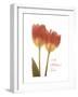 Orange Tulips-Albert Koetsier-Framed Premium Giclee Print