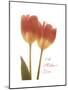 Orange Tulips-Albert Koetsier-Mounted Premium Giclee Print