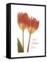 Orange Tulips-Albert Koetsier-Framed Stretched Canvas