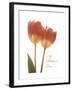 Orange Tulips-Albert Koetsier-Framed Premium Giclee Print