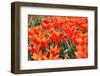 Orange Tulips-tpzijl-Framed Photographic Print