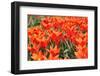 Orange Tulips-tpzijl-Framed Photographic Print