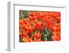 Orange Tulips-tpzijl-Framed Photographic Print